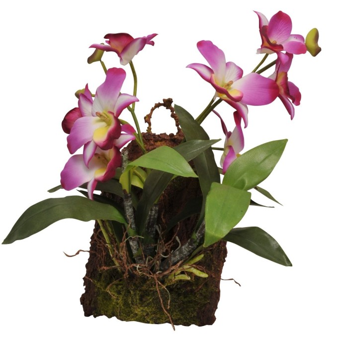 Lucky Reptile Jungle Plants kvitnúce Závesná orchidea - purpurová cca 20x30 cm