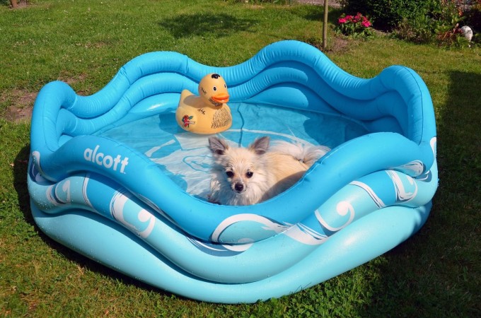 Alcott Nafukovací bazén pre psy, modrý, 121,9 x 40,6 x 121,9 cm