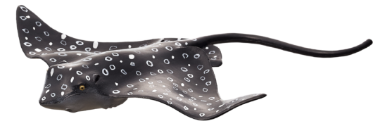 Mojo Rejnok siba skvrnitá