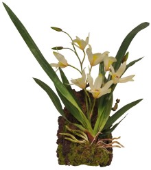 Lucky Reptile Jungle Plants kvitnúce Závesná orchidea - biela cca 20x30 cm
