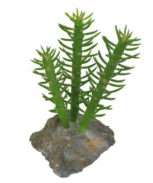 Lucky Reptile Sukulenty Cactus 3x, cca 15 cm